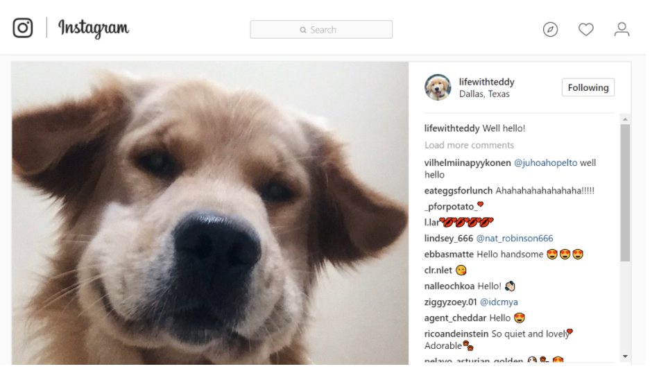 Instagram dogs